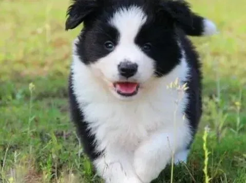 边境牧羊犬|边境牧羊犬骨折怎么治疗 如何是好