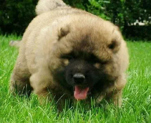 高加索犬|高加索犬就喜欢趴着 正常么