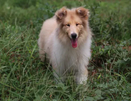 苏格兰牧羊犬|三个月的苏格兰牧羊犬得了真茵皮肤病该怎么治