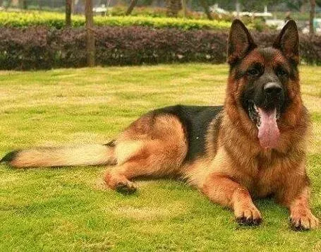 德国牧羊犬|为什么我家的德国牧羊犬回家总拉稀
