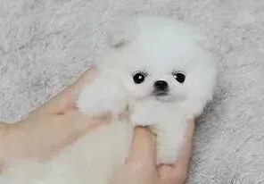 博美犬|对博美犬进行拒食训练你要掌握的原则