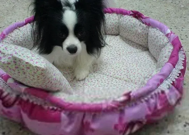 蝴蝶犬|清理全攻略 如何科学合理的给蝴蝶犬洗澡