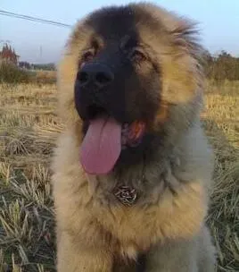 高加索犬|安心治疗法 高加索犬生病后怎样让它乖乖的接受治疗