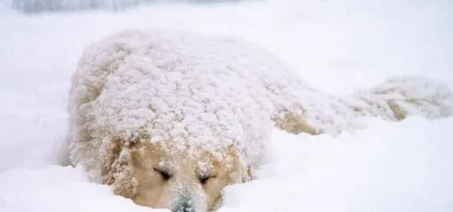 大白熊犬智商 排名64能与野狼野熊抗衡 | 大白熊