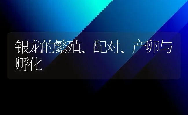 银龙的繁殖、配对、产卵与孵化 | 鱼类宠物