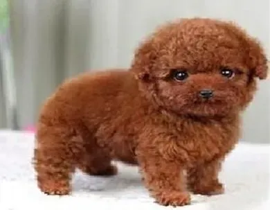 泰迪犬|科学养狗知识 饲养泰迪犬的标准方法
