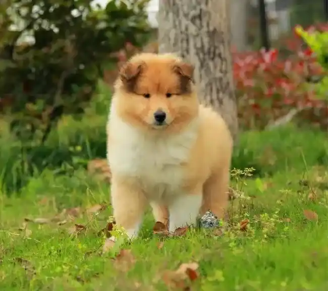 苏格兰牧羊犬|你了解苏格兰牧羊犬最佳的交配时间吗
