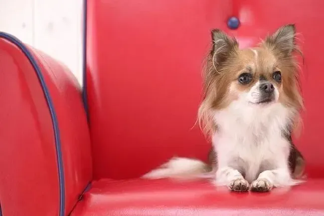 蝴蝶犬|蝴蝶犬皮屑多的原因及护理常识