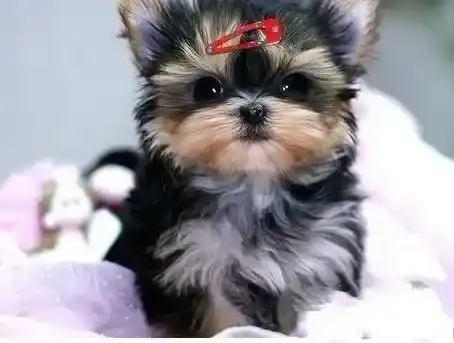 约克夏|两个月的约克夏最近不大便怎么办