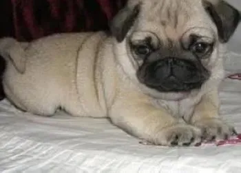 巴哥犬|对饲养巴哥犬的主人提出的建议