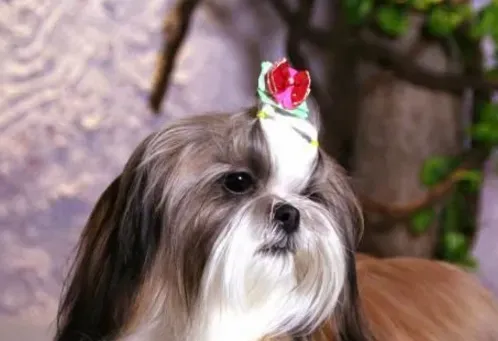西施犬害怕打人 是一种古老的玩赏犬 | 西施犬