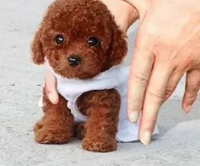 茶杯犬|茶杯犬患上细小用点什么药比较好