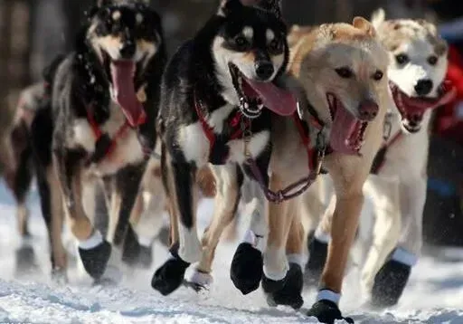 阿拉斯加犬|五官科临床护理手册 怎样正确的护理阿拉斯加犬的五官