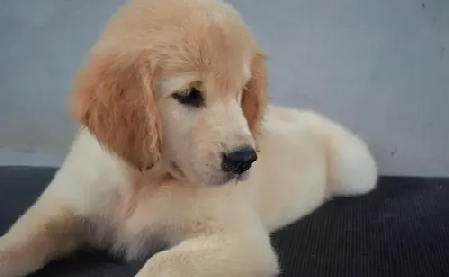 金毛|聪明的金毛犬会如何告诉你它的身体情况