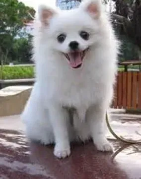 博美犬|给博美犬拔毛的原因是什么？有什么好处