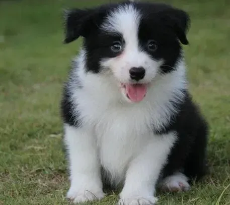 边境牧羊犬|带着边境牧羊犬坐车有哪些注意事项啊