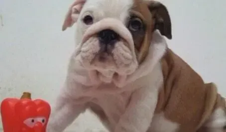 英国斗牛犬|哪些行为会引起斗牛犬的反感