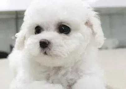 比熊犬|比熊犬身上出现虱子，很痒有方法消灭这些虱子吗
