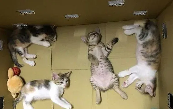 虎斑猫睡到不省喵事 一副大叔模样笑翻网友 | 猫