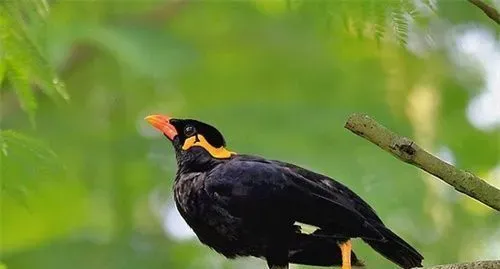 鹩哥怎么才能说话 鹩哥学说话训练注意事项 | 鹩哥