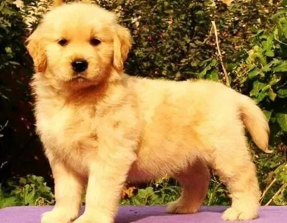 金毛|金毛犬轻微咳嗽可以喝小儿止咳糖浆吗