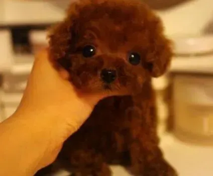 泰迪犬|泰迪犬肚子响不吃狗粮呕吐如何是好