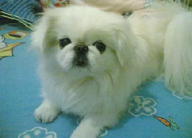 京巴狗|京巴犬最近严重脱毛没事吧