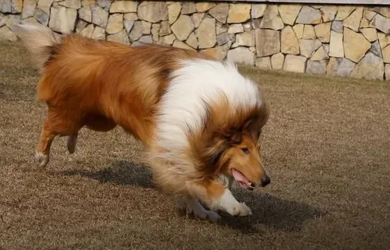 苏格兰牧羊犬重量 雄性苏牧体重约60到75磅 | 苏格兰牧羊犬