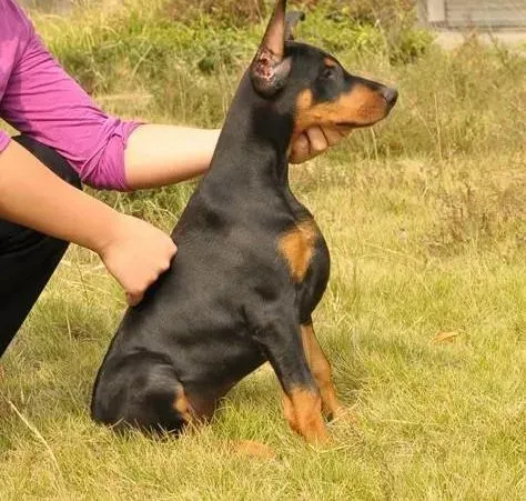 杜宾犬|杜宾犬鼻子干眼屎多是什么问题