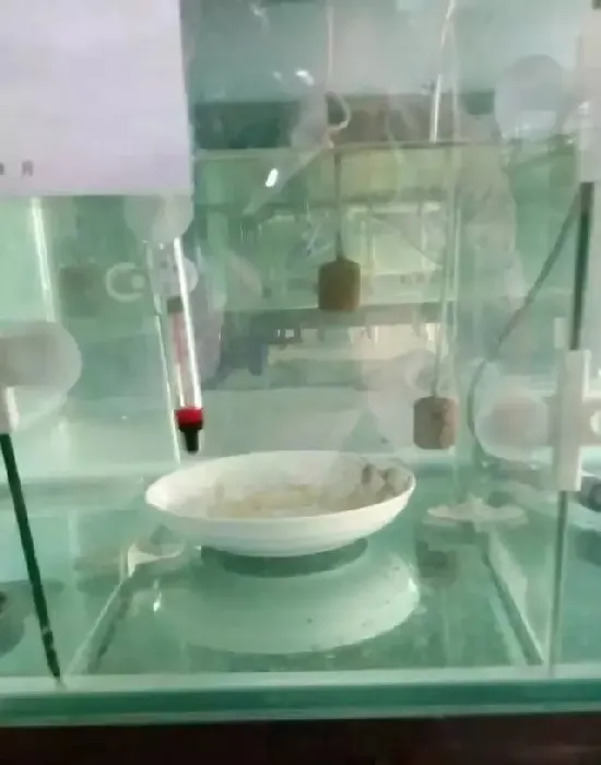 罗汉鱼花罗汉的繁育全过程，看过不后悔