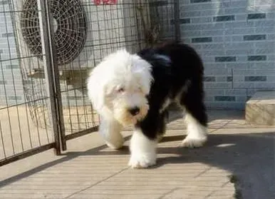 古代牧羊犬|飞盘是饲养主能与古代牧羊犬一起做的运动