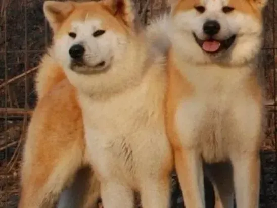 秋田犬|秋田犬流清鼻涕干呕是不是着凉了