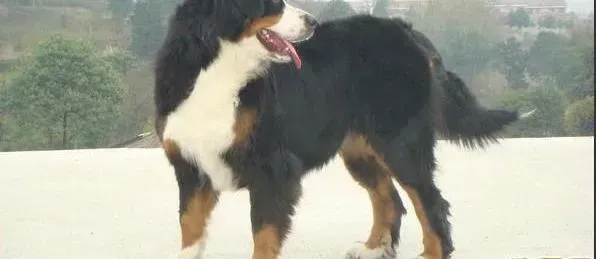 伯恩山犬|医疗保健大全集 伯恩山犬患上胃扭转的症状及治疗方案