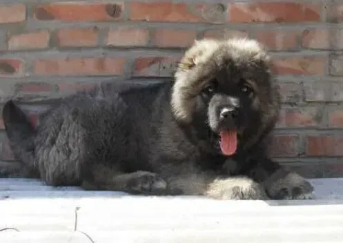 高加索犬|5个月高加索犬乱咬东西情绪躁动正常么
