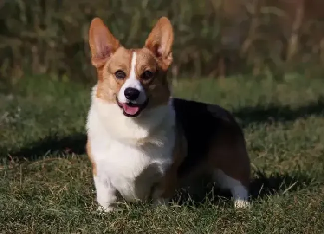 柯基犬|柯基犬得了脑炎该怎么治疗