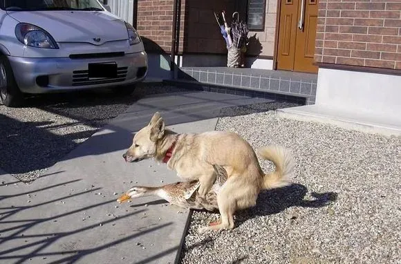 狗第一次发情配种的最佳时间 检测方法是什么 | 配种