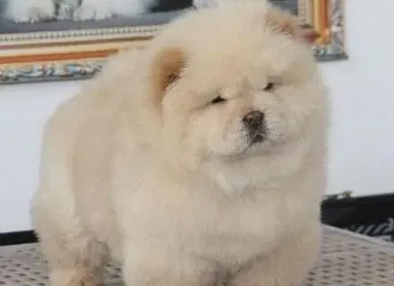 松狮犬|松狮犬不同的年龄段需要哪些合理饮食