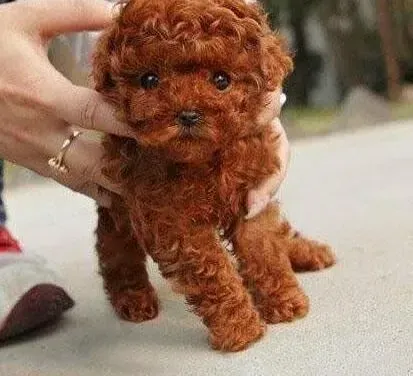 贵宾犬|给泰迪犬洗澡的方式不正确会引起哪些疾病