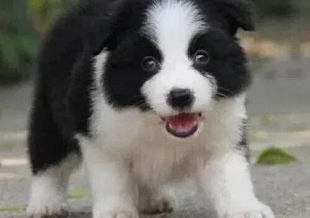 边境牧羊犬|边境牧羊犬耳朵突然立不起来的原因