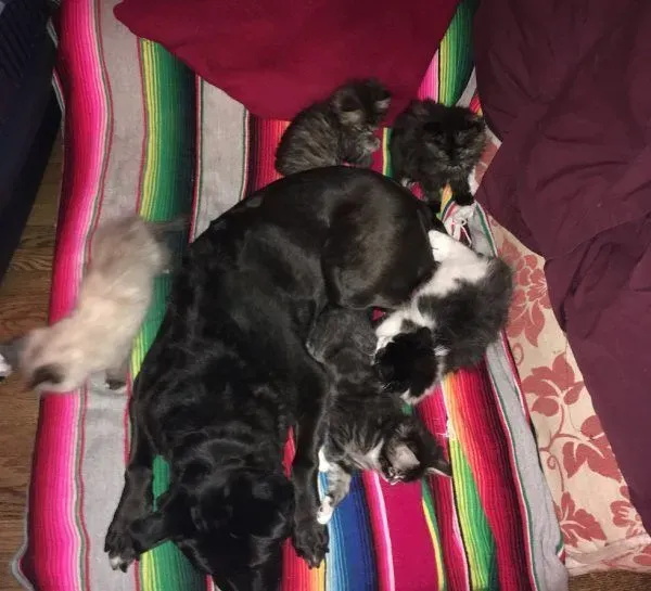 狗妈妈因为猫朋友 开启了爱猫生涯 | 狗