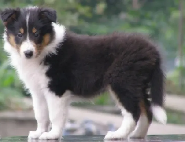 苏格兰牧羊犬|按季节给苏格兰牧羊犬挑选最佳食物