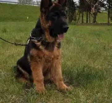 德国牧羊犬|教你如何对待不爱吃狗粮的德国牧羊犬