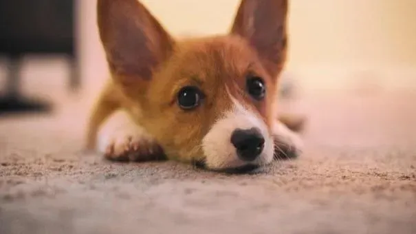 柯基犬|柯基犬吃什么能长胖 给柯基制定营食谱