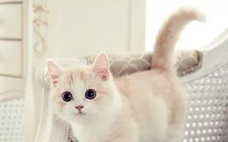 什么样的猫便盆好 易洗不易吸收臭味不易破损 | 便盆
