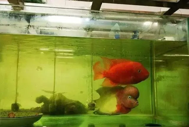 罗汉鱼花罗汉的繁育全过程，看过不后悔