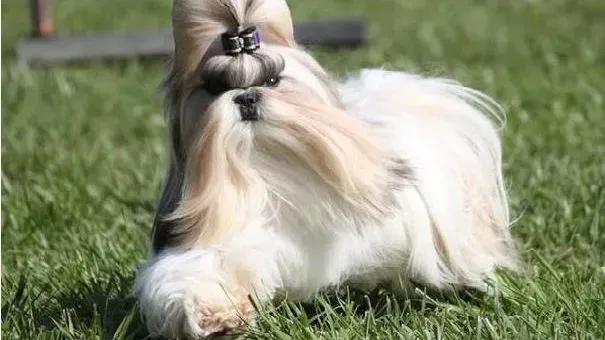 西施犬|西施犬中暑怎么办 预防西施犬中暑看这边！