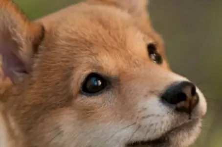 日本秋田犬和柴犬的区别 柴犬的尾巴相对比较短 | 秋田犬