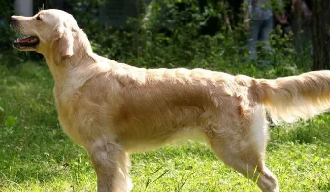 金毛寻回犬喂养 要在固定的时间给予优质的狗食 | 金毛寻回犬