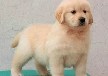 金毛|金毛犬的右腿不敢着地是怎么了