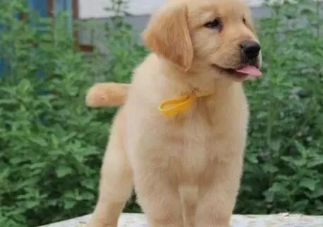 金毛|对金毛犬进行服从训练的十个要点